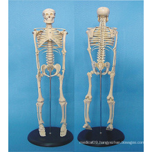 Human Body Skeleton Medical Anatomy Model 120cm